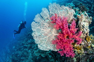 Gorgonian fan, soft coral & diver by Paul Colley 